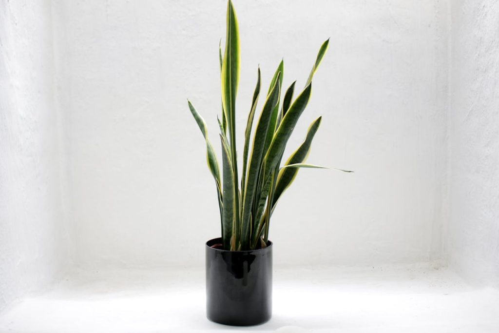 Kunstplanten horeca Kunstplanten horeca